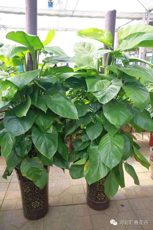 高杆绿萝高160cm,冠幅60cm