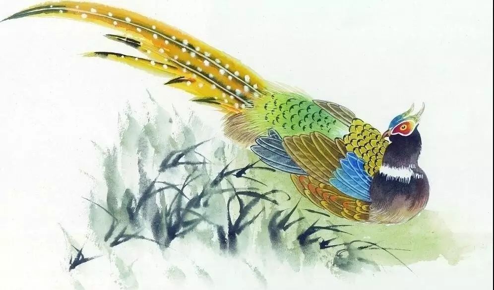 山鸡标本,钱程似锦