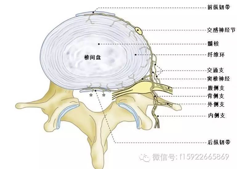 椎间盘里本来没有神经,但在退变过程中 纤维环可能发生破裂