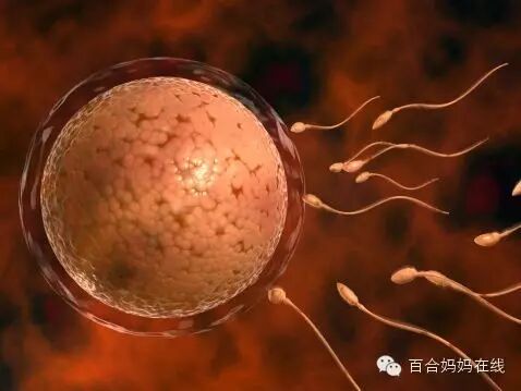 二胎:生男生女攻略-怀孕期