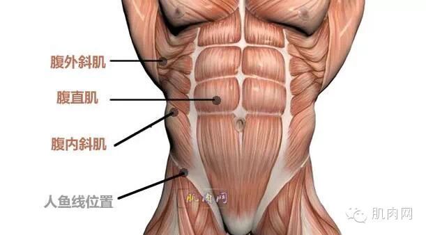 腹肌主要由腹直肌,腹外斜肌,腹内斜肌组成.无论男女都可以练习.