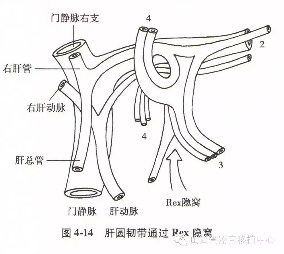 通常在脐裂左侧劈开肝脏比较合适.