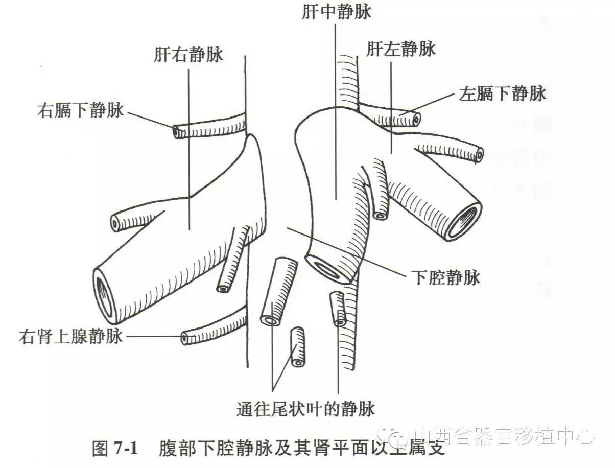 【肝脏解剖】腹部下腔静脉及其肾平面以上属支的解剖