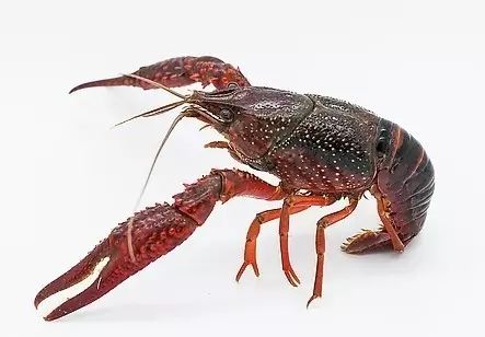 小龙虾(学名:procambarus clarkii):也称克氏原螯虾,红螯虾和淡水小