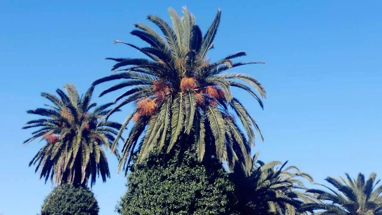 椰枣树和橄榄树