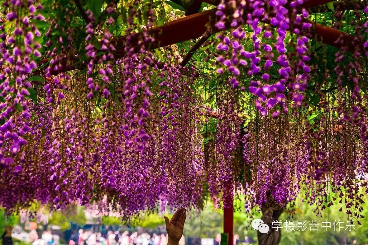 嘉定紫藤苑