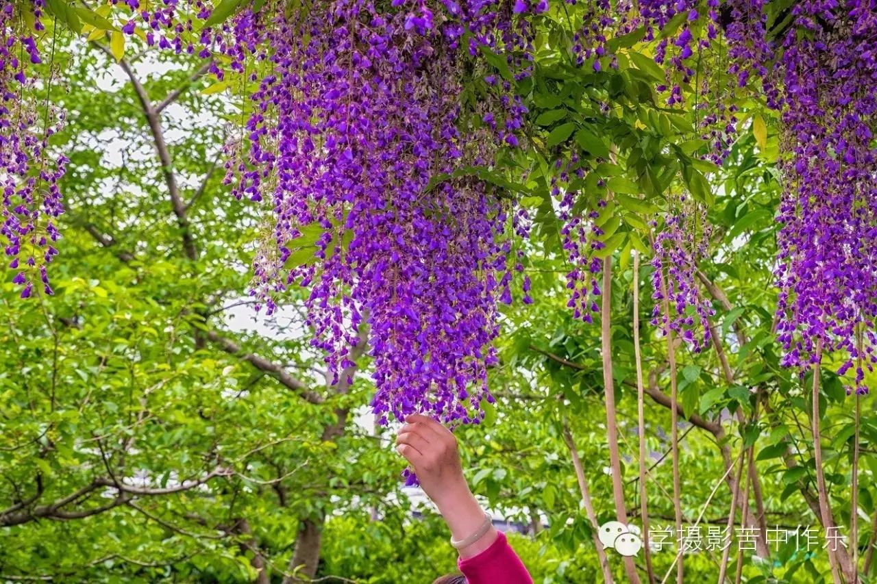 嘉定紫藤苑