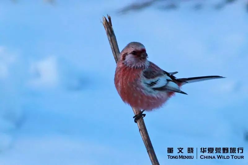 2015年12月冬季满洲里|观鸟摄影团