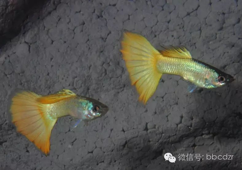 下面小编就带大家好好看看孔雀鱼都有哪些品种分类.