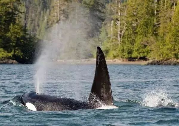 20,瓜依哈纳斯国家海洋保护区(gwaii haanas national marine