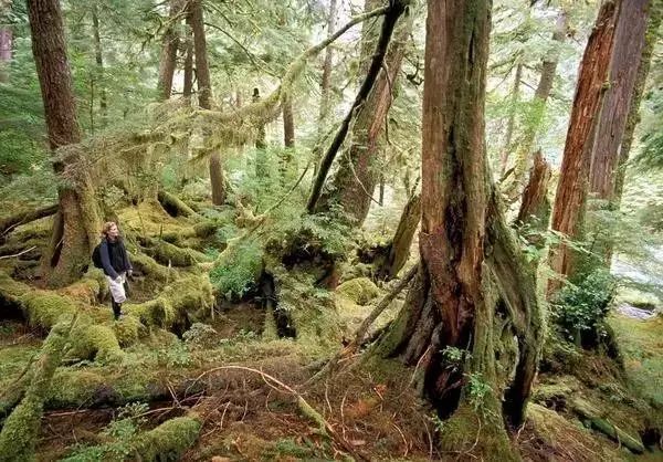 4,瓜依哈纳斯国家公园保护区(gwaii haanas national park reserve)