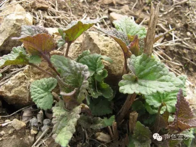 山野菜的乡愁格调