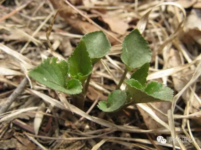 山野菜的乡愁格调