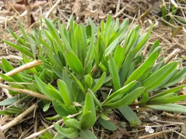 山野菜的乡愁格调