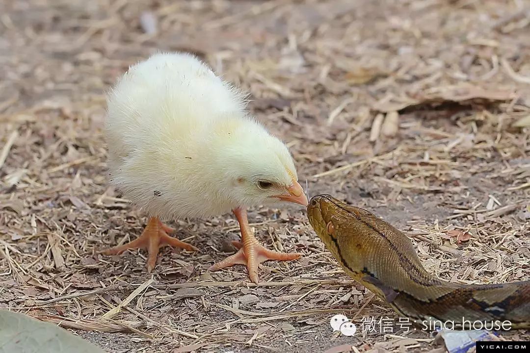 尽管鸡崽可能是大蟒最佳的午餐了,但俩只小鸡崽还是毫无畏惧的要和大