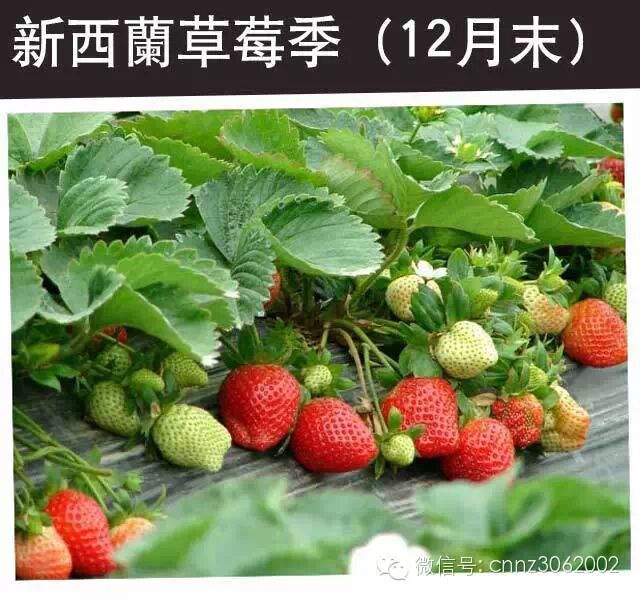 hougarden