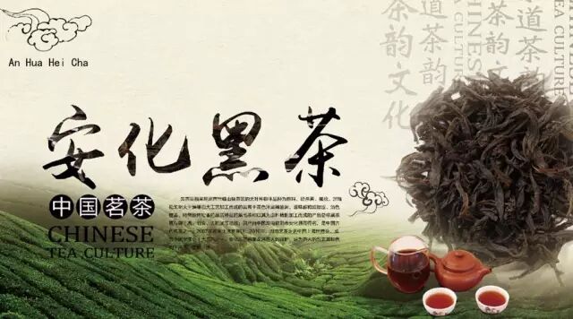 安化黑茶是对付地沟油和转基因食品的武器