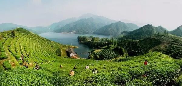 安化先有茶、后有县的黑茶之乡