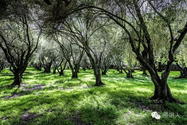 【园林设计】美国最美的庄园之一 旧金山费罗丽庄园