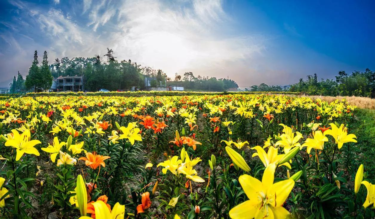 三朵花,三个镇——解密老工业基地江油"华丽转身"