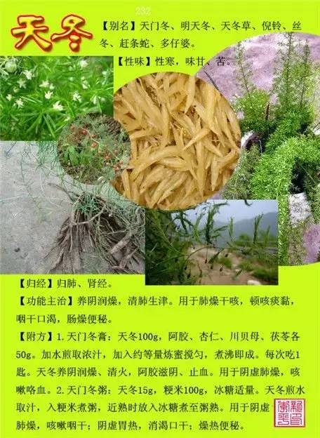 常用中草药300种图谱