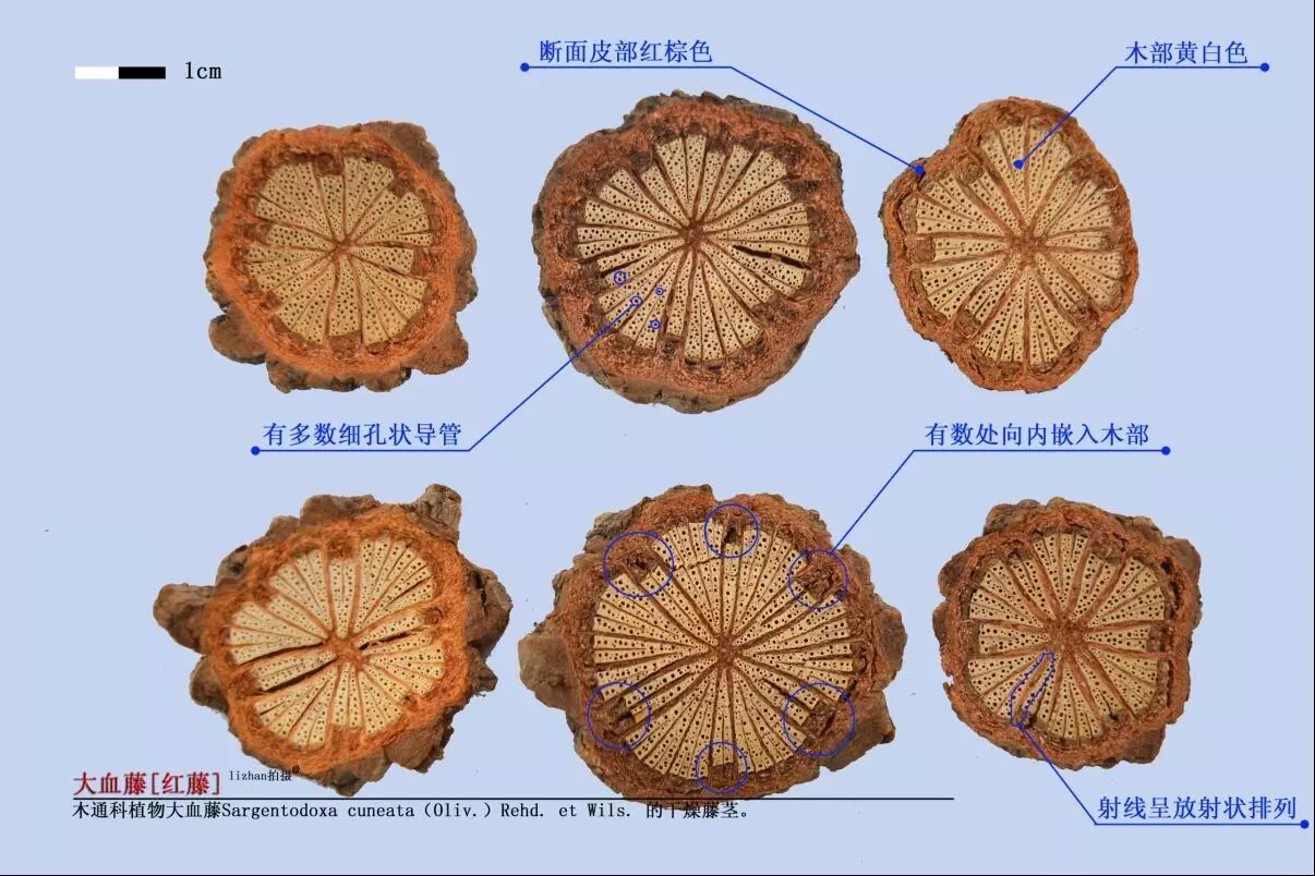 lizhan提供 点击图片可放大 教材版 来源 本品为木通科植物大血藤s