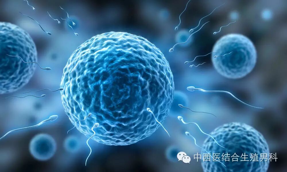 精液分析检查之前怎样准备最好(男性备孕必看)-怀孕期