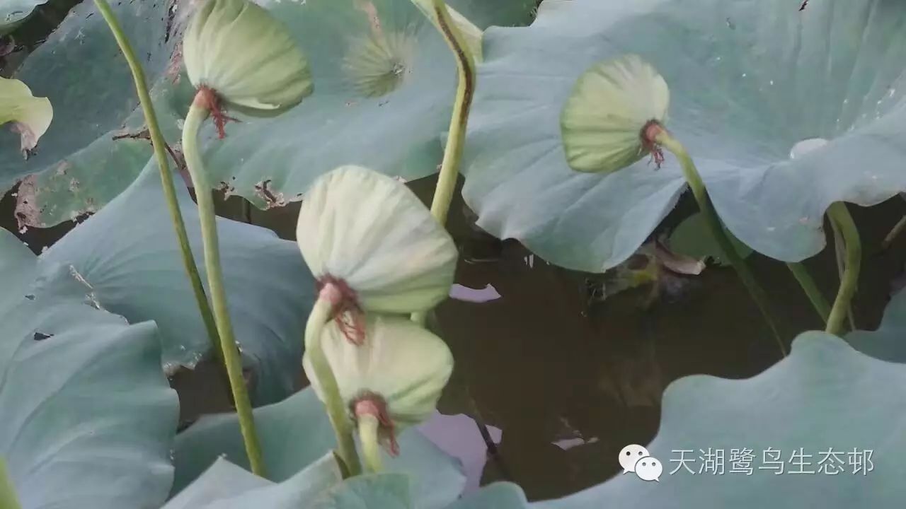 莲蓬包含了多个莲子,古人寓意为"多子多孙,子孙满堂".