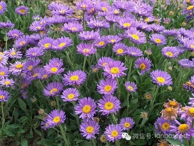 紫菀-常用宿根花卉品种