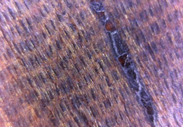 ���ϻƻ���ġ�ӫ�⡱����˿��