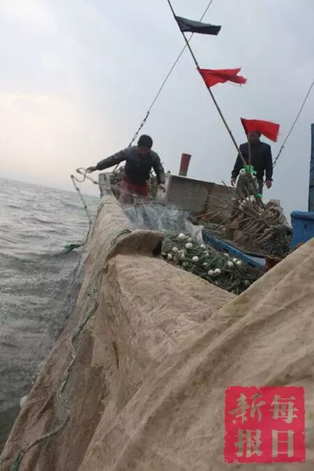 春季开海疯狂去粘皮皮虾