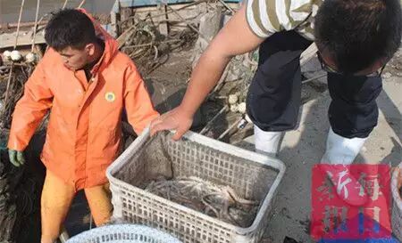 春季开海疯狂去粘皮皮虾