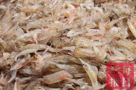 春季开海疯狂去粘皮皮虾