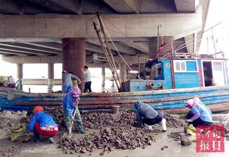 春季开海疯狂去粘皮皮虾