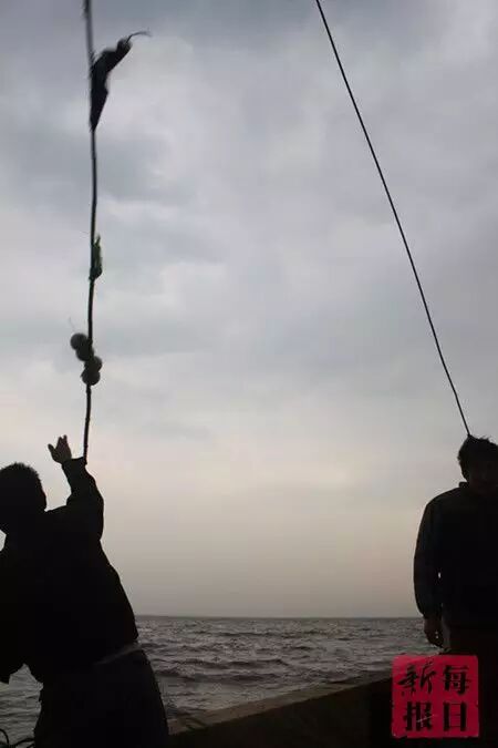 春季开海疯狂去粘皮皮虾