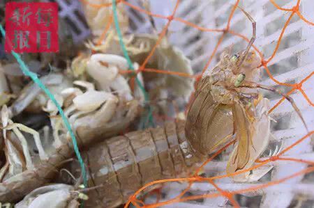 春季开海疯狂去粘皮皮虾