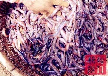 春季开海疯狂去粘皮皮虾