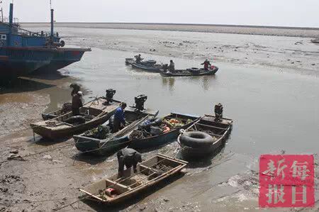 春季开海疯狂去粘皮皮虾