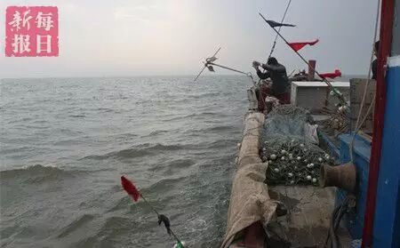 春季开海疯狂去粘皮皮虾