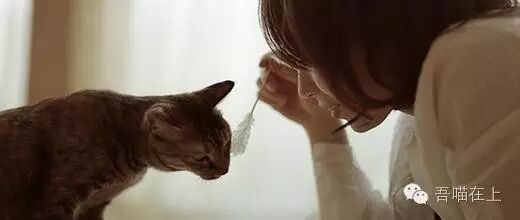 怀孕期间是否可以养猫?猫奴必看-怀孕期