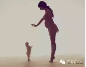 怀孕期间是否可以养猫?猫奴必看-怀孕期