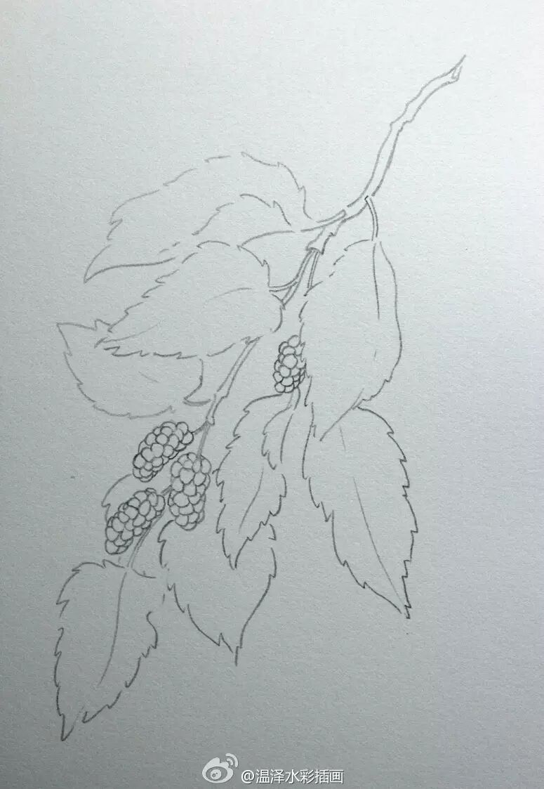 水彩画基础教程:好吃的桑葚是这样画滴