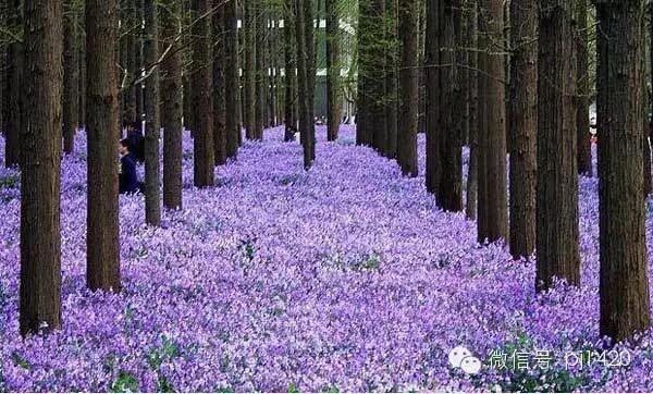 34种蓝紫色系植物，我眼已花完全入迷！