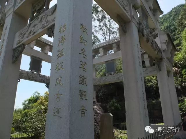 王士让实乃铁观音开山鼻祖,铁观音之王家母树亦受当地种茶人虔诚尊崇