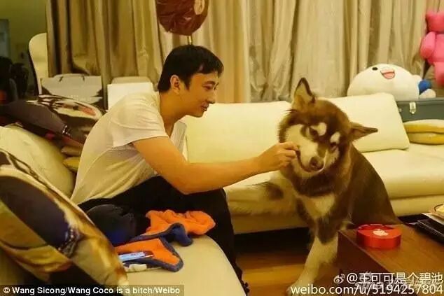 世界上最放纵的狗?王思聪的爱犬活的也是不赖啊!