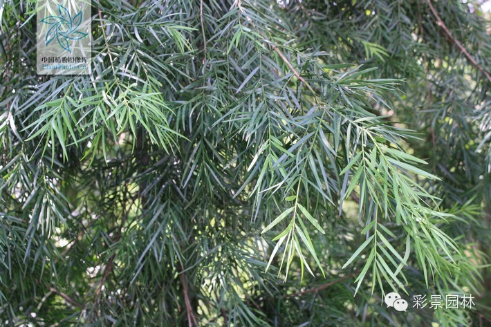 警惕：不要混淆了罗汉松和百日青！