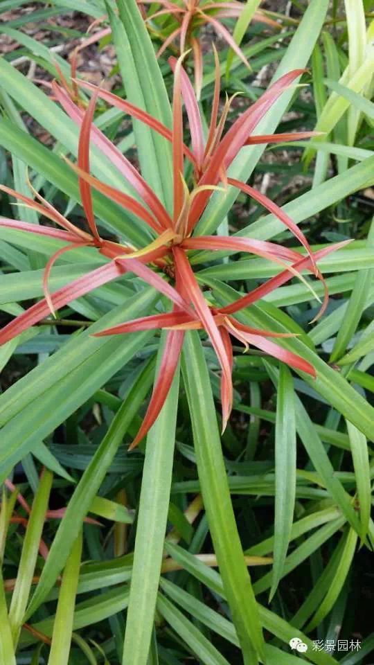 警惕：不要混淆了罗汉松和百日青！