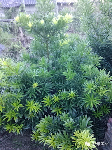 警惕：不要混淆了罗汉松和百日青！