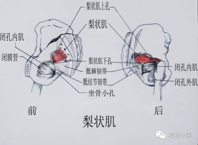 梨状肌1梨状肌解剖与体表投影【位置与结构】位于小骨盆的后壁,呈