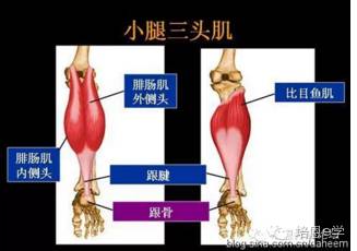 3,后侧肌肉:腓肠肌——比目鱼肌——胫骨后肌——趾长屈肌—拇长屈肌